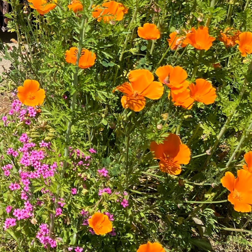 Meet your Posher, Jocabeth